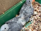 Ring Neck Grey Chicks