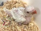 Ring Neck Hand Tame Size Chicks