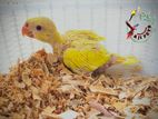 Ring Neck Hand Tame Size Chicks