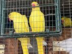 Ringneck Birds