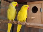 Yellow Ring Neck Parrot