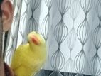 Yellow Ringneck Parrot