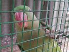 Ring Neck Parrot