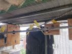 Ring Neck Parrot