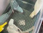 Ring Neck Parrot