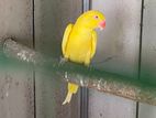 Ring neck parrot
