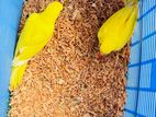 Ring neck parrot