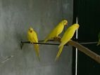 ring neck parrot