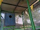 Yellow Ring Neck Parrots with Cage