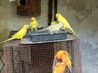 Ring Neck Parrots