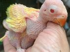 Ring Neck Birds