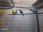 Ring Neck Parrots