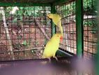 Yellow Ring Neck Parrots