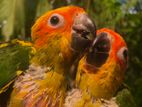 Ring Neck Sun Conure Hand Tamed