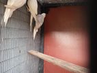 White Parrot