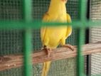 Ring Neck Yellow