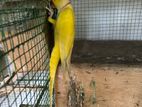 Ring Neck Yellow