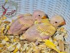 Ring Neck Yellow Hand Tame Size Chicks