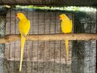 Ring Neck Breeding Pair