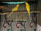 Ringneck Birds
