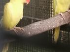Yellow Pattots