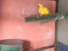 Yellow Side Conure Breeding Pair