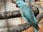 Ringneck Birds