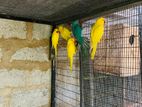Ringneck Birds