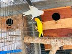 Ringnack Bird