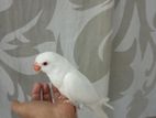 Albino Parrot