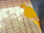 Ringneck Yellow Parrot