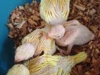 Yellow Ringneck Baby