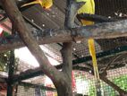 Yellow Ringneck Birds