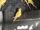 Ringneck Birds