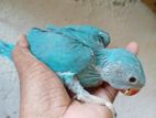 Ringneck Birds Chicks