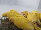 Ringneck Birds