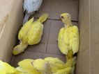 Ringneck Birds