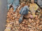 Ringneck Birds