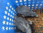 Ringneck Birds
