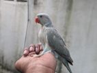 Ringneck Birds