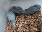 Ringneck Birds