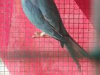 Blue Ringneck Birds