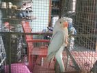 Ringneck Birds