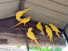 Yellow Ringneck birds