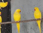 Ringneck Birds