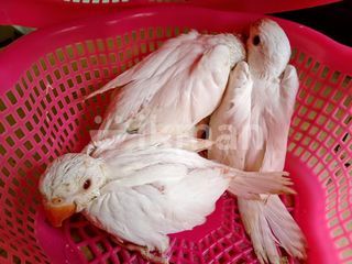 White Parrots for Sale in Wennappuwa ikman