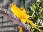 Yellow Ring Neck Parrot