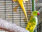 Ringneck Birds