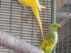 Ring Neck Birds