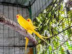 Yellow Ringneck Birds